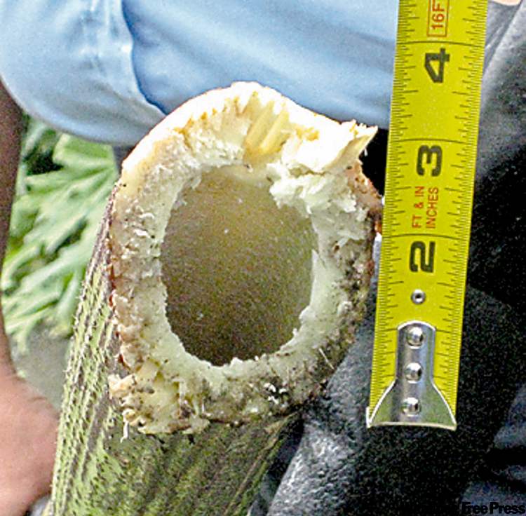 CNS
The diameter of the noxious plant’s stem.