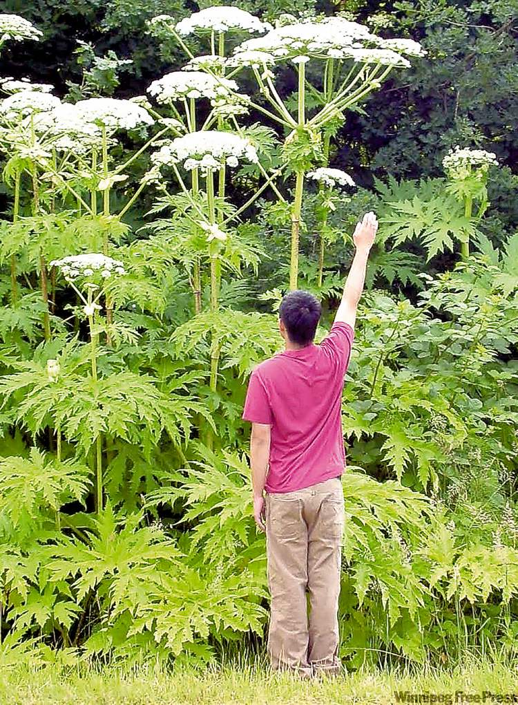 HANDOUT PHOTO
Nasty, poisonous plant threatens to spread across Canada.
