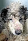 JOE BRYKSA / winnipeg free press archives
Many of the dogs were too mentally or physically damaged to save.