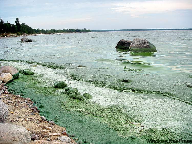 Laurie Bailey / Winnipeg Free Press
Blue-green algae washes onto Victoria Beach, making it impossible to swim.