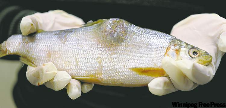 ED KAISER / EDMONTON JOURNAL
A tumour on this whitefish is one of the deformities that has scientists and aboriginal leaders demanding thorough research.