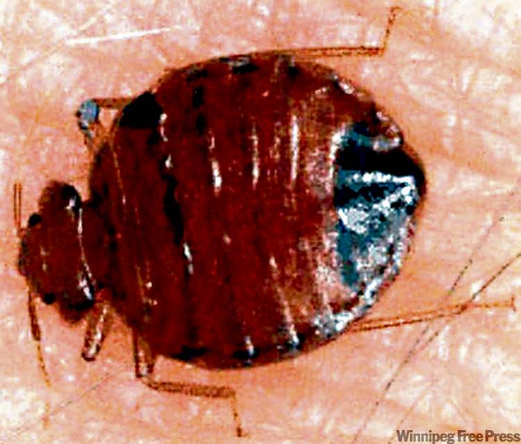 Bed bugs invade through chinks in our armour – Winnipeg Free Press