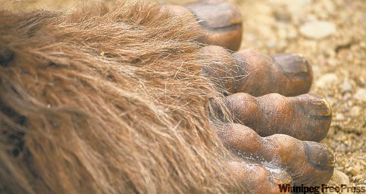 DISCOVERY
'You know,  Bruce...  you could  really use  a haircut  and a shave.  And a pedicure. Ever considered manscaping?  All the fellas  are doing it.  I'm just sayin.