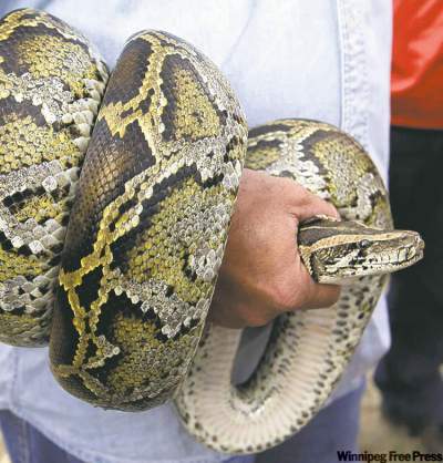 CP
LYNNE SLADKY / ASSOCIATED PRESS ARCHIVESA Burmese python coils itself around Cole�s arm.
