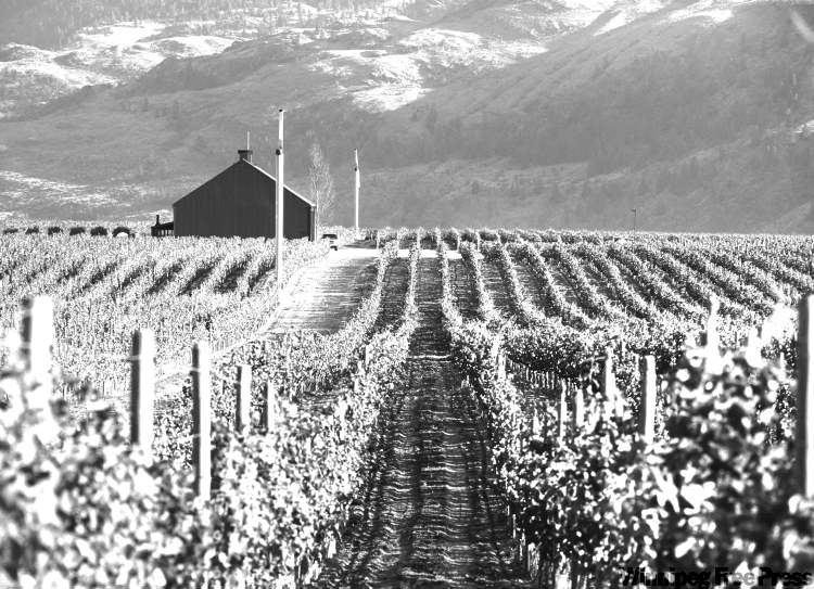 Vino in the Valley Winnipeg Free Press