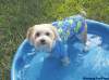 Dogs appreciate the cooling effects of water on a hot day.