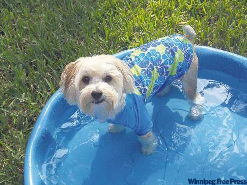 Dogs appreciate the cooling effects of water on a hot day.