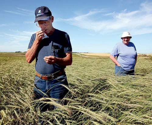 Colin Corneau/Brandon Sun
Larry and Pat Pollack grow spelt wheat for the local market on their organic farm north of Brandon.