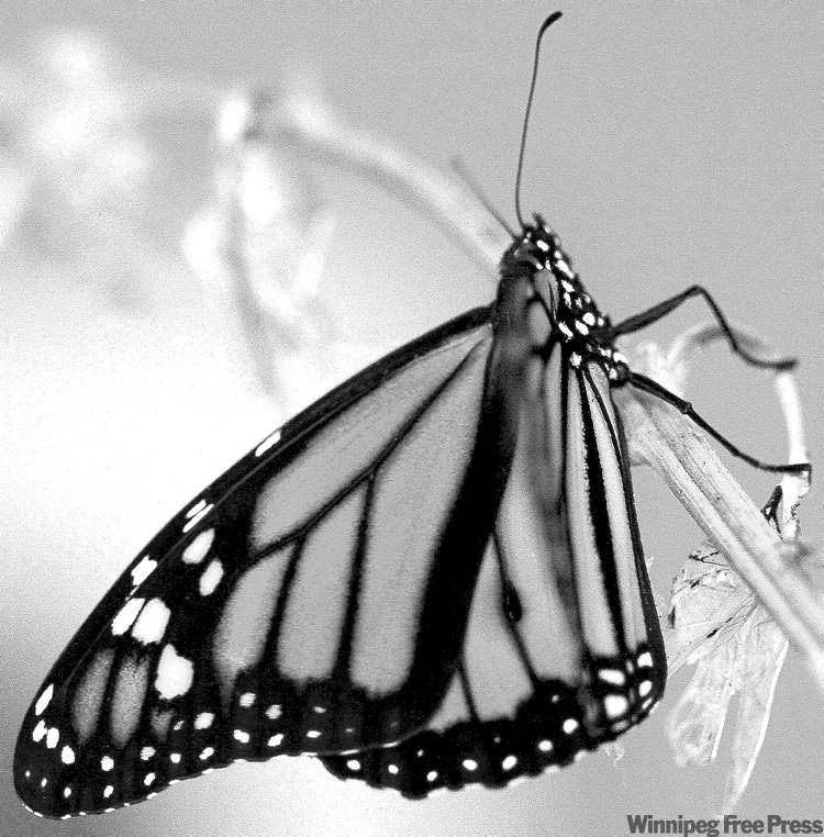Football vs. butterfly garden? Winnipeg Free Press