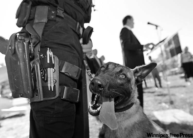 TREVOR HAGAN / WINNIPEG FREE PRESS
Tory Leader Hugh McFadyen unveils his crime platform at a playground, joined by K-9 officer Chase and Const. Adam Hiebert.