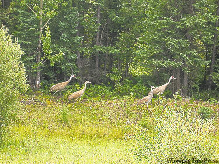 Family of Sandhill Cranes near the roadside north of Thompson.