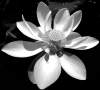Associated Press
A Lotus flower rises above the water at the Fruit and Spice Park July 22, 2005, in Redland, Fla. The 35-acre garden, owned and operated by Miami-Dade County Parks, is billed as the only tropical botanical garden of its kind in the United States with more than 500 varieties of fruit, vegetables, spices, herbs and other plants. (AP Photo/Wilfredo Lee)
closecut close cut