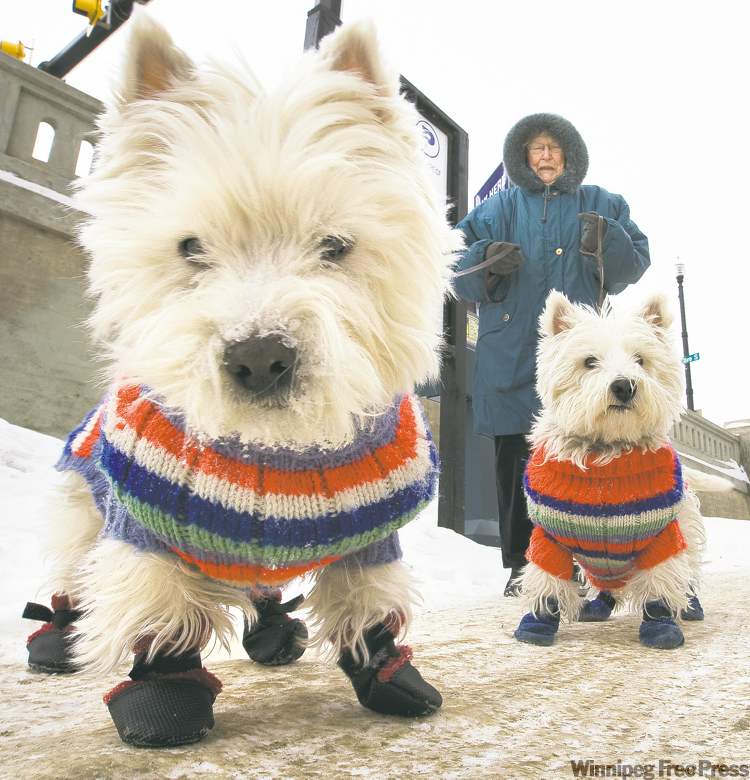 Bootie call It’s time to dress your dog to fend off winter chill