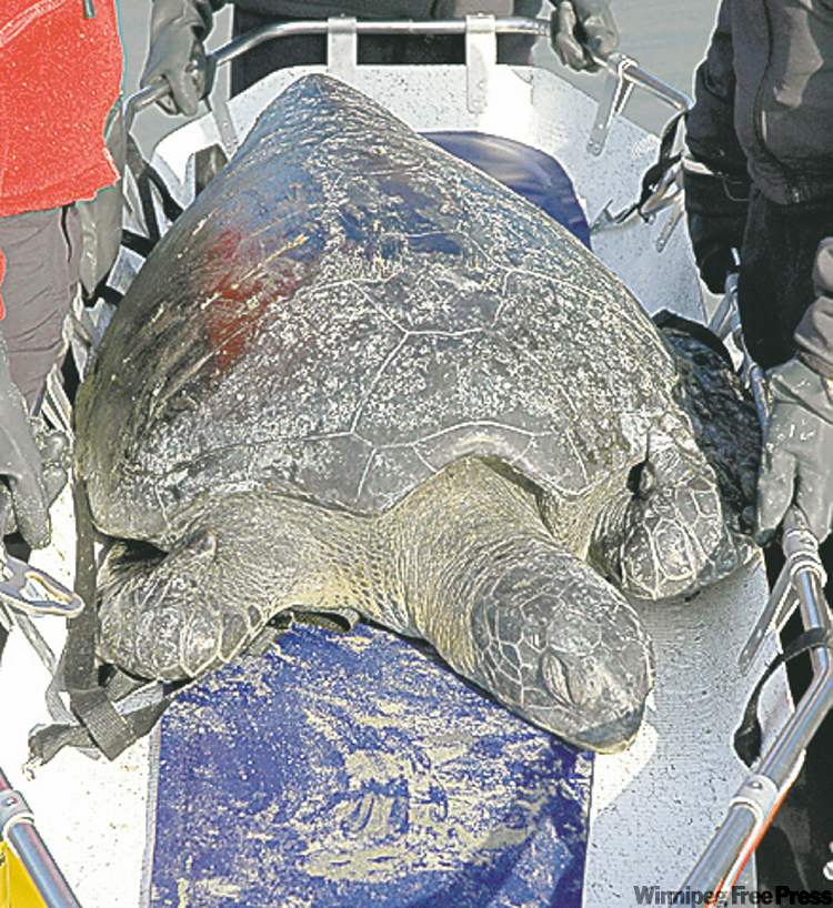 Turtles wash ashore in B.C., puzzle experts Winnipeg Free Press