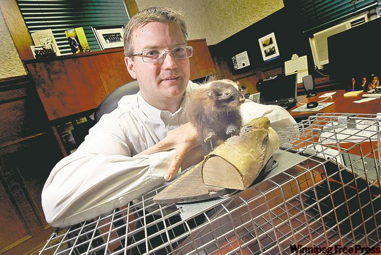 Phil Hossack / Winnipeg Free Press
Lincoln Poulin says his company has seen a 15 per cent increase in calls regarding raccoons and skunks in the last year.