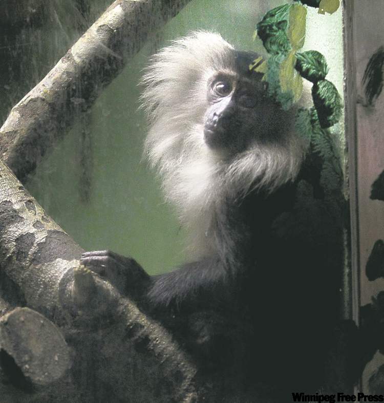 Ruth Bonneville / Winnipeg Free Press
A macaque monkey peers through the glass enclosure at the zoo on Tuesday.
