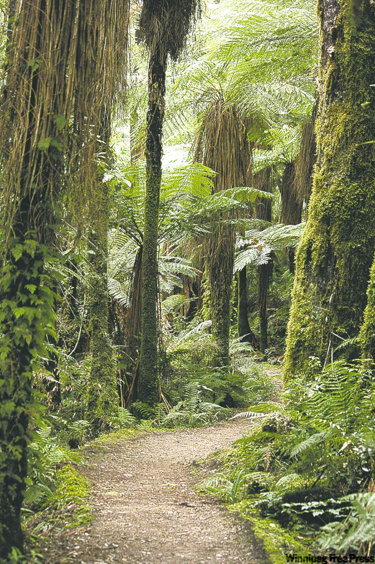 Postmedia Freelance
A popular day trip for backpackers, the Whirinaki Forest Tramp is a publicly accessible forest park in the North Island of New Zealand.