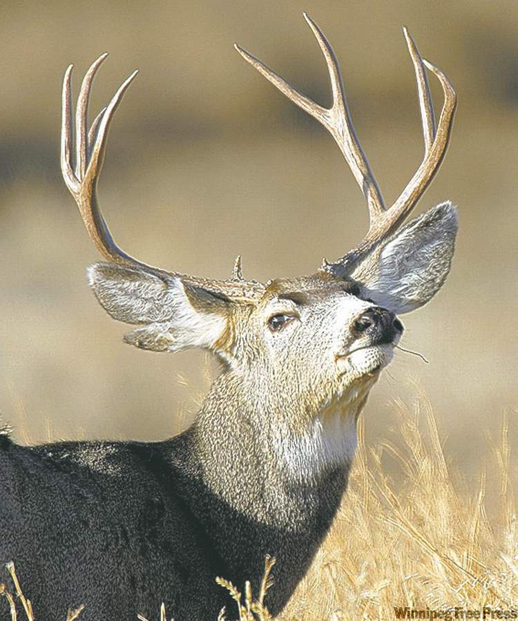 Bad case of buck fever Winnipeg Free Press