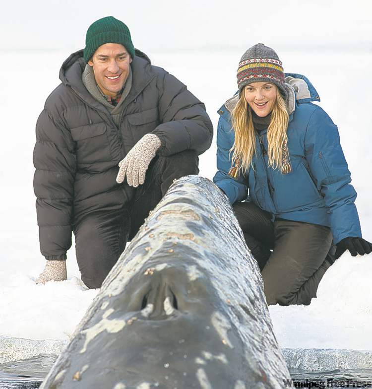 Plight Of Whales Told As Political Moral Tale Winnipeg Free Press