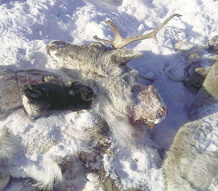 THE CANADIAN PRESS / HANDOUT
Butchered caribou carcasses were discovered along a winter road.