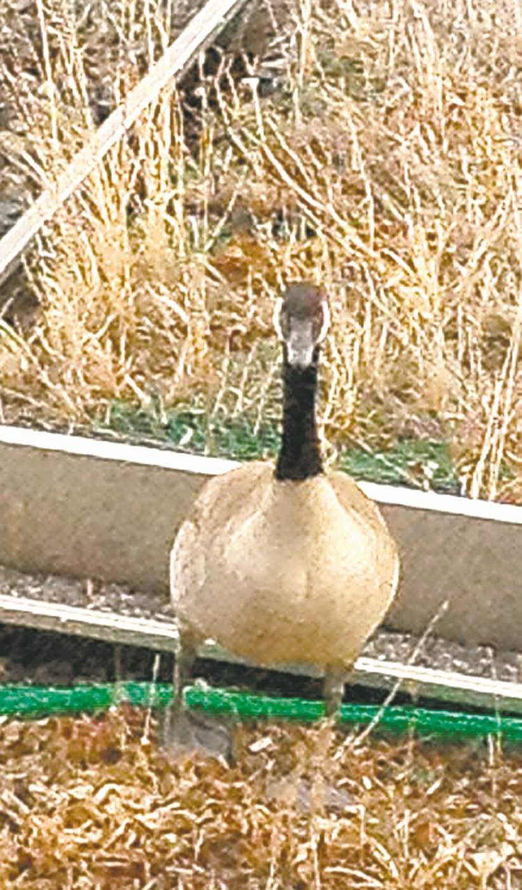 Geese, ducks on Hydro’s grassy roofs Winnipeg Free Press
