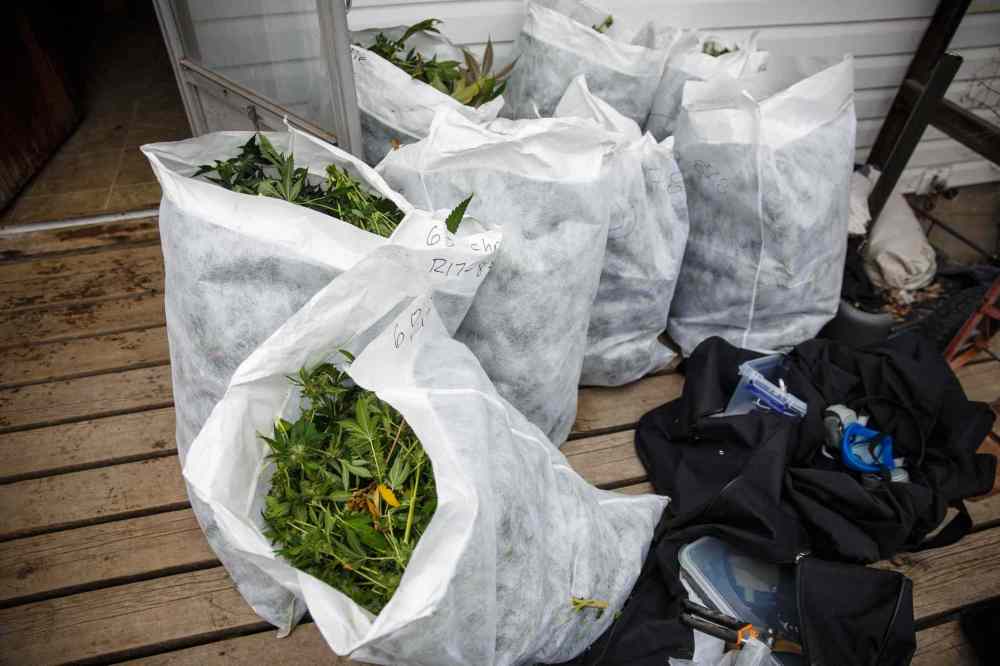 According to Winnipeg police, the illegal grow-op was about average in size. (Mike Deal / Winnipeg Free Press)