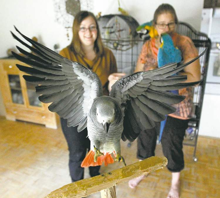 For the BIRDS Winnipeg Free Press