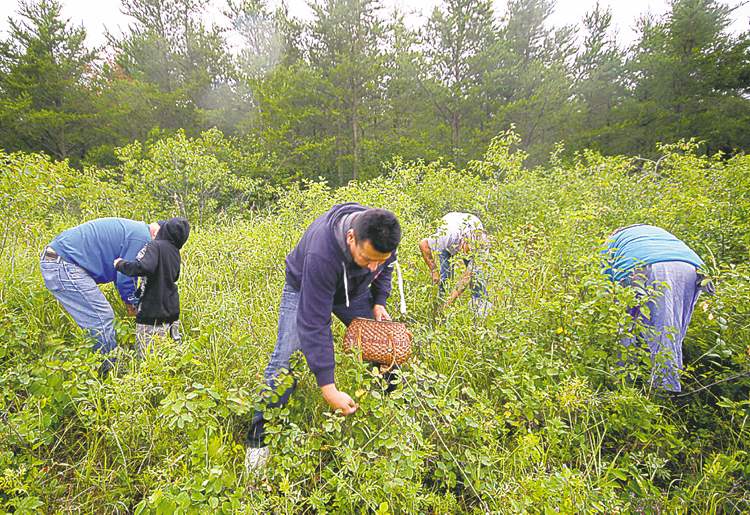 Vanda Fleury photo
Traditional medicines are picked for inclusion in the kits.