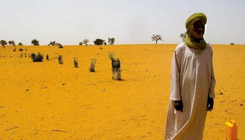 BARTLEY KIVES / WINNIPEG FREE PRESS
Trees planted in a test plot try to survive in sandy soil near the border with Mali on the edge of the Sahara Desert.

Photos by BARTLEY KIVES / WINNIPEG FREE PRES