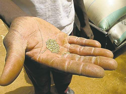 Photos by Bartley Kives/ Winnipeg Free Press
A man holds a handful of grains of millet, the staple of the Nigerien diet.