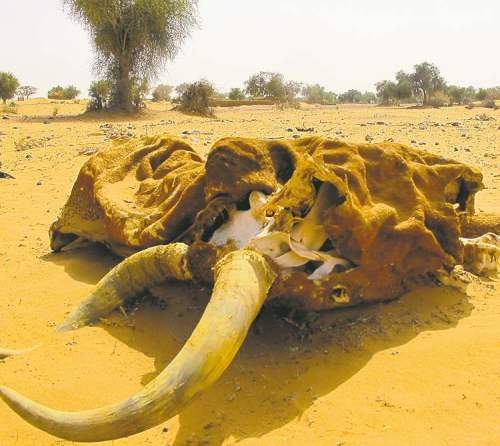 BARTLEY KIVES / WINNIPEG FREE PRESS
A carcass lies on the side of a dirt track in Niger.