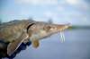 Sturgeon