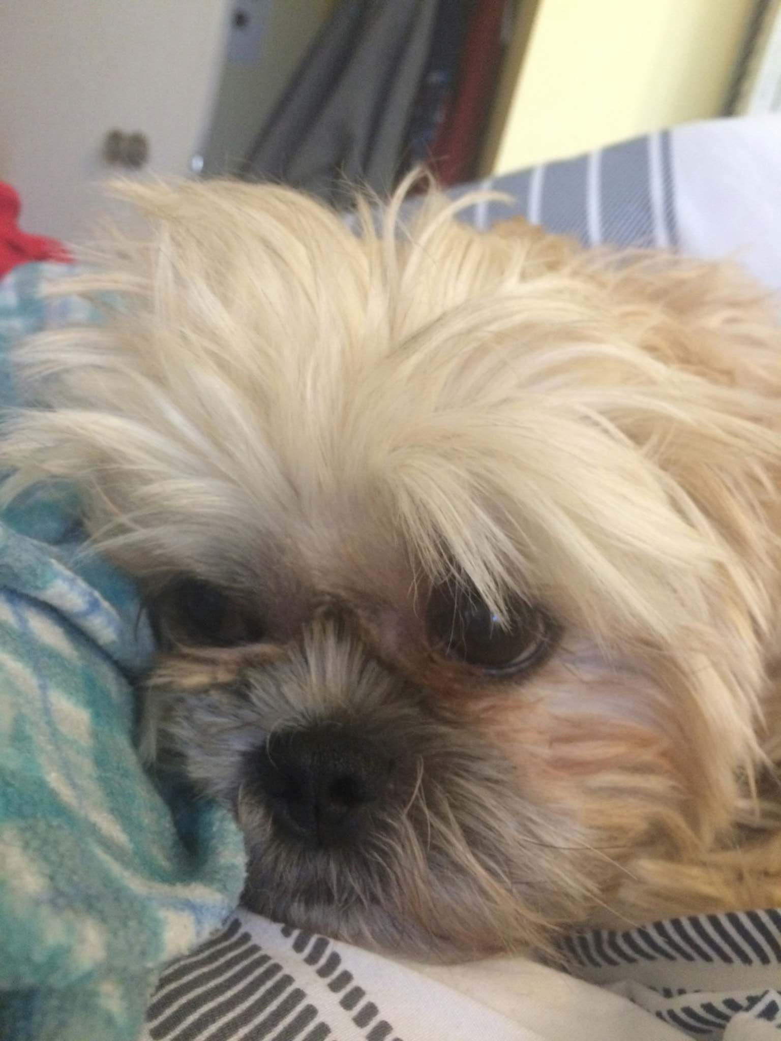 Pack kills small dog, bites owner out for walk Winnipeg Free Press