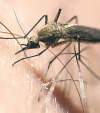 Mosquitoes are on the city�s radar.