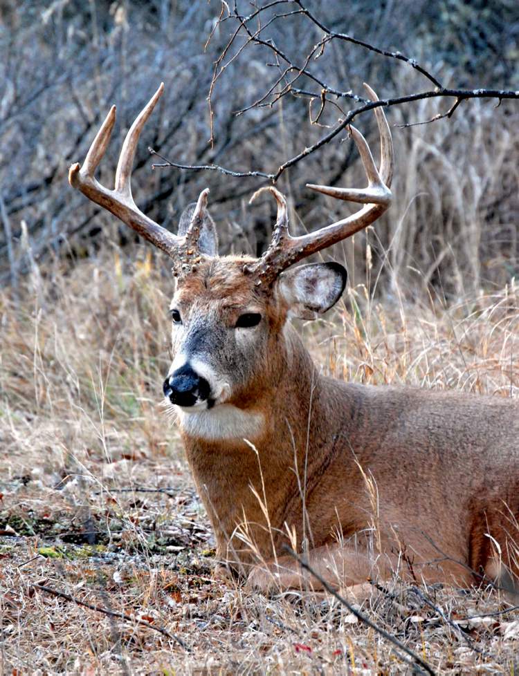 The 2012 Manitoba Hunting Guide estimates the deer population is down 40 per cent.