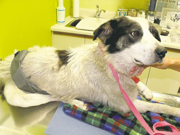 Animal shelter sees alarming rise in abuse Winnipeg Free Press