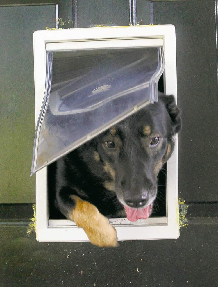 Doggy doors beckon crooks, critters Winnipeg Free Press