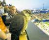 Bomber fans have been lauded for letting a young bird perch in the stands  during last week's game.