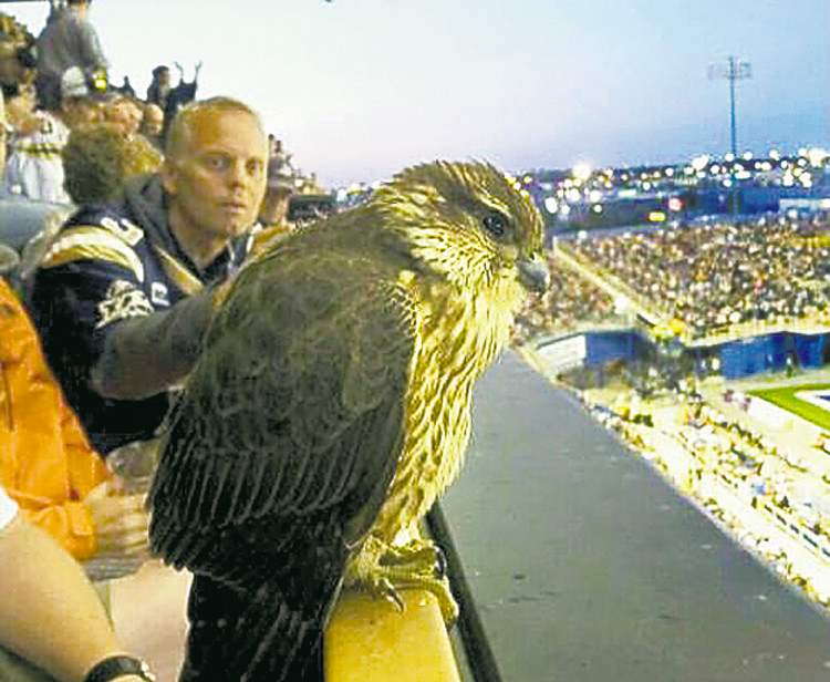 Bomber fans have been lauded for letting a young bird perch in the stands during last week's game.