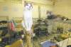 BORIS MINKEVICH / WINNIPEG FREE PRESS
Sitting pretty at Quagga Stray Cat Rescue. While no-kill shelters paint the WHS as a feline death camp, the society says if it didn't do what it does, you wouldn't be able to drive to work without seeing a dead cat.