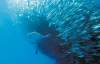 supplied photo
A scene from eco-documentary Sharkwater.