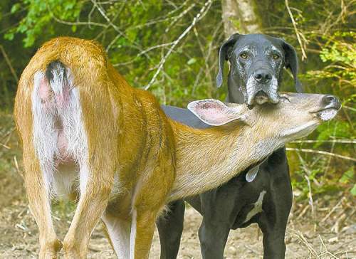 Isobel Springett / PBS
Deer and dog: BFF animal style.