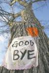 JOE BRYKSA / WINNIPEG FREE PRESS archives
The city spent $2.7 million to fight Dutch elm disease this year. The province added another $1 million to the pot.