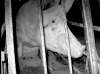 MERCY FOR ANIMALS CANADAA wounded hog in a cage is seen in an image taken from the undercover video at the Arborg Puratone plant (below).
