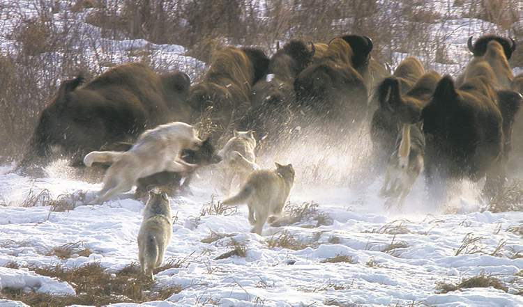 PBS
Delta wolf pack in pursuit of buffalo herd.