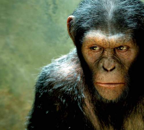Postmedia
Rise of the Planet of the Apes