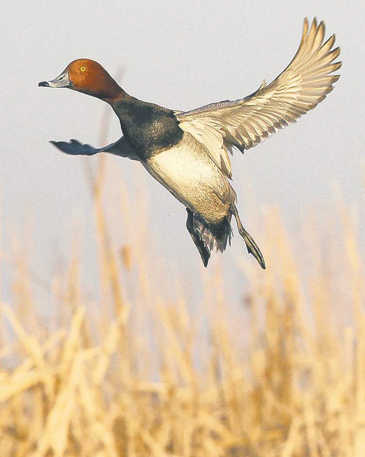 JOE BRYKSA / WINNIPEG FREE PRESS
A redhead duck prepares to make a touchdown.