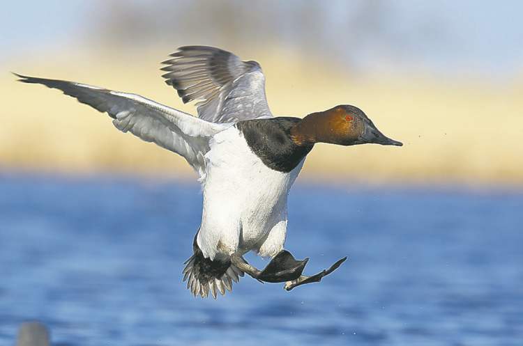 FRED GREENSLADE FOR WINNIPEG FREE PRESS
A canvasback duck comes in for a landing.
