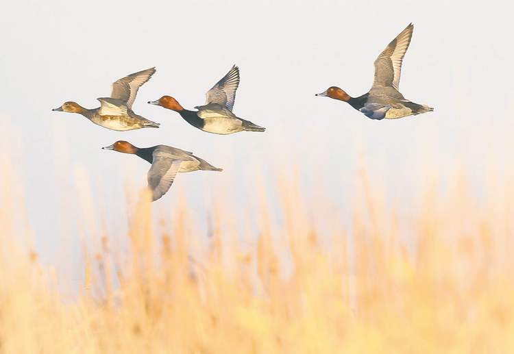 JOE BRYKSA / WINNIPEG FREE PRESS
Redhead ducks scout for a good landing place in Delta Marsh.