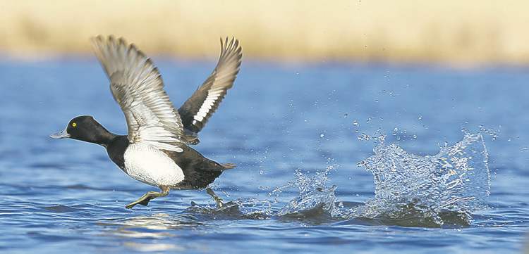 FRED GREENSLADE FOR WINNIPEG FREE PRESS
A lesser scaup does the old walk-on-water trick during takeoff.